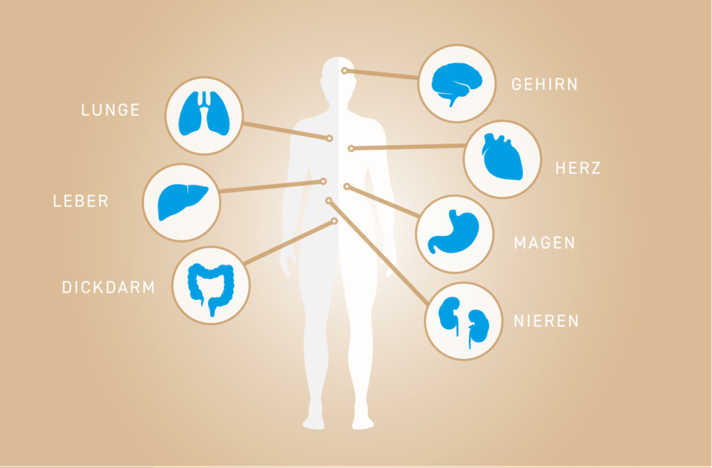 Organanatomie